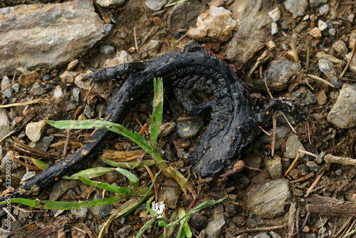 Closeup on a roadkill black Alpine salamander, Salamandra atra in the Austrian Carinthian Alps
