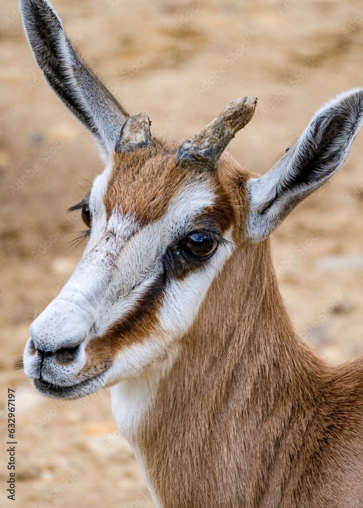 Wildlife at GaiaZOO in Kerkrade in the Netherlands