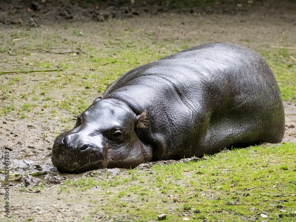 Fototapeta premium Wildlife at GaiaZOO in Kerkrade in the Netherlands