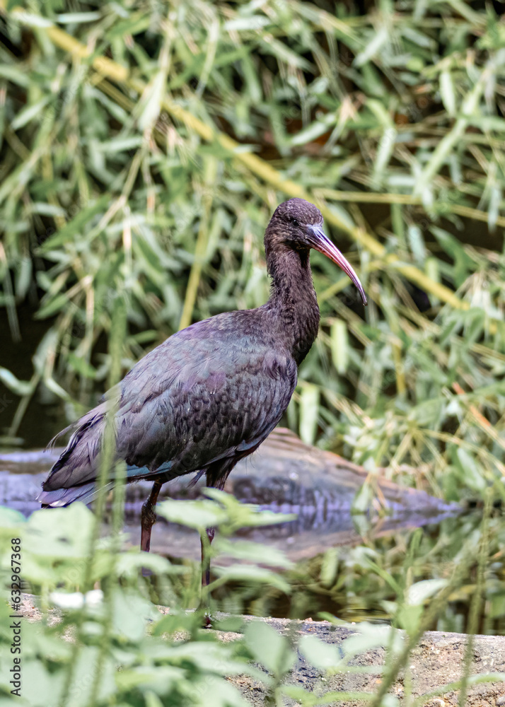 Naklejka premium Wildlife at GaiaZOO in Kerkrade in the Netherlands