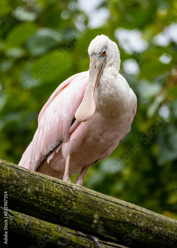 Wildlife at GaiaZOO in Kerkrade in the Netherlands photo