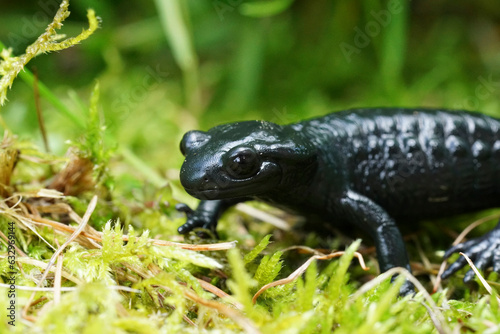 Closeup on the charcoal black Alpine salamander, Salamandra atra in the Austrian Carinthian Alps