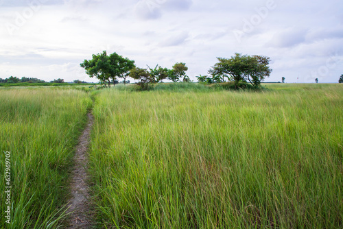 Natural Landscape view of green grass field with blue sky