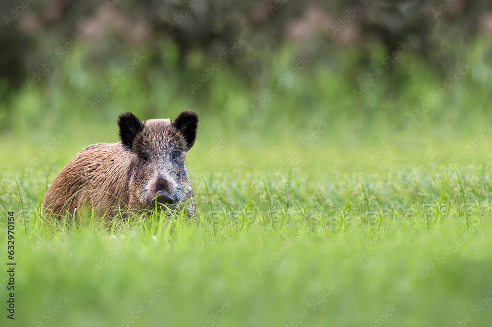 Wild boar in a clearing in the wild Wild boar in a clearing in the wild