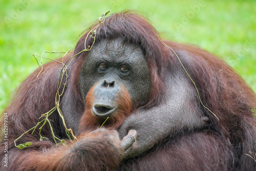 cute face of Bornean orangutan © badrudin