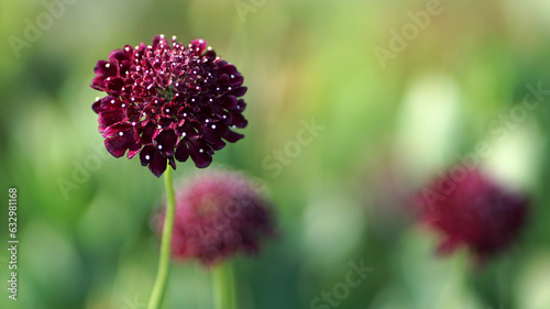 Black Knight Pincushion Flower in bloom in a summer garden.