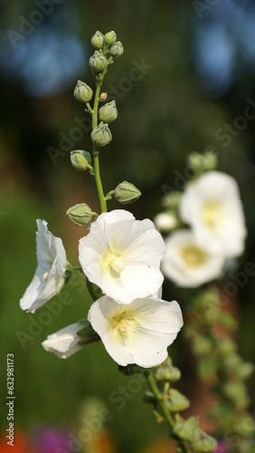 Polarstar Hollyhock in bloom in a summer garden