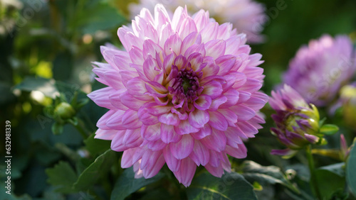 Veniti Pink with White Eye Dahlia in bloom in a summer garden. photo