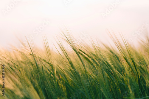 Checking the yield of grain crops at sunset. Man conducts experiments in field conditions.