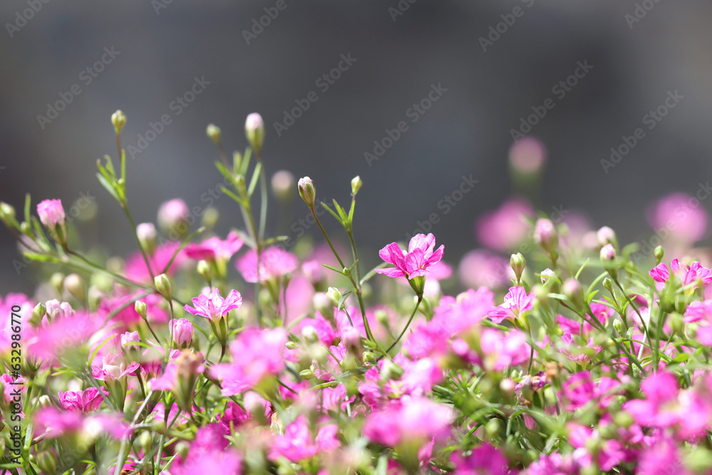 Close up pink gypsophila flowers also known as baby's breath. Selective focus. Dark background. Close up pink gypsophila flowers also known as baby's breath. Selective focus. Dark background.