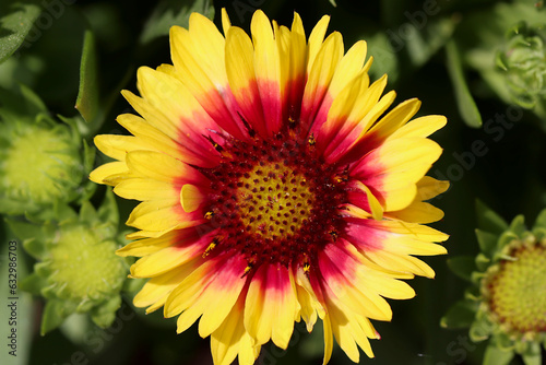 Gaillardia flower. Species known as Sunset Cutie.