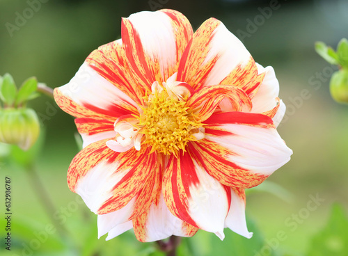 Dahlia flower called Sun and Ice.