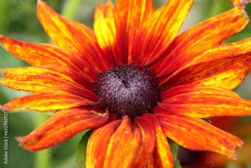 Rudbeckia Summerina Orange flower in full sun.