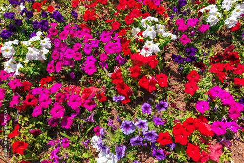 Red, white and pink flowers grow in the park in a flower bed