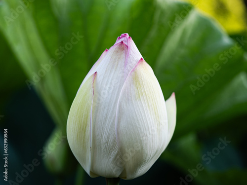 ハスの花の蕾