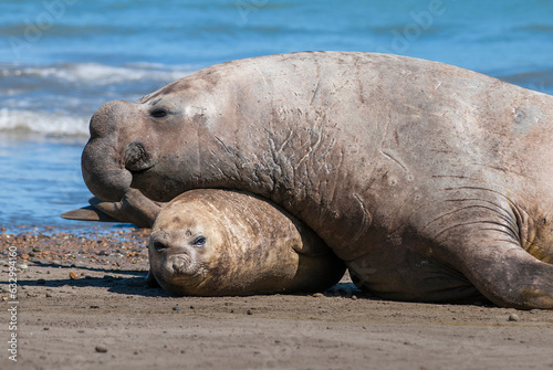 Tableau sur toile Elephant seal male and female mating, Peninsula Valdes, Patagonia, Argentina