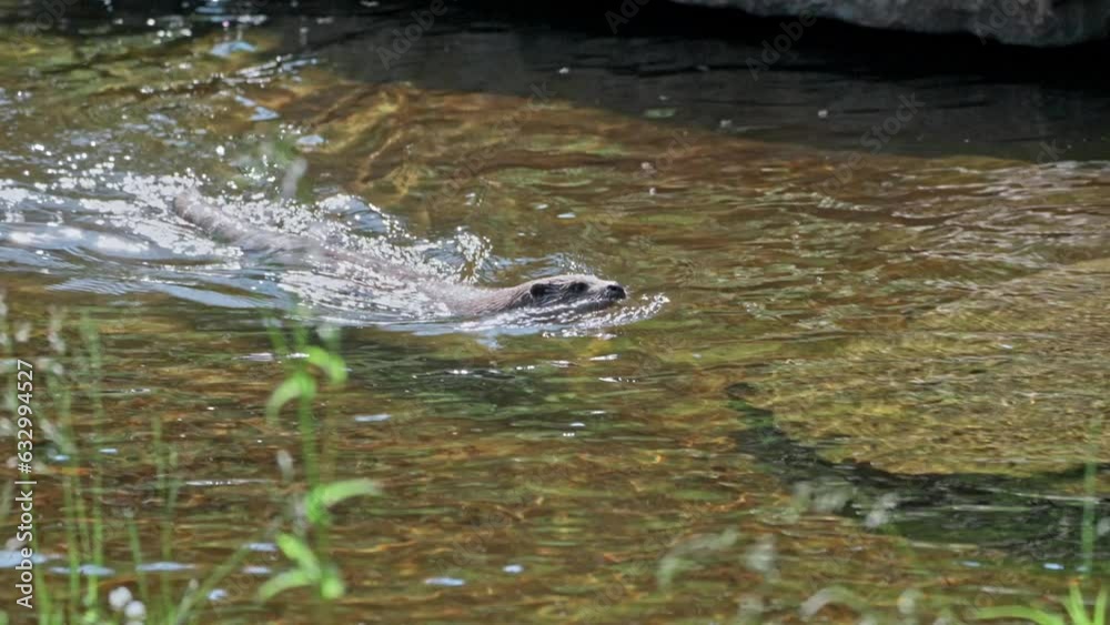 Eurasian_Otter (lutra lutra) swimming in water creek Eurasian_Otter (lutra lutra) swimming in water creek