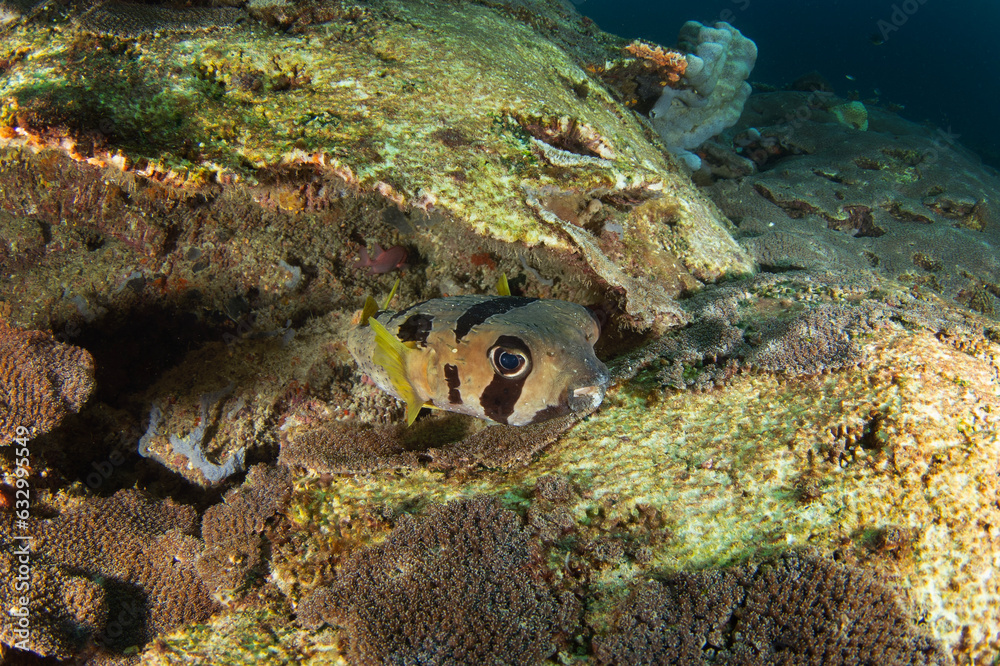 Black blotched porcupinefish on the seabed in Raja Ampat. Diodon ...