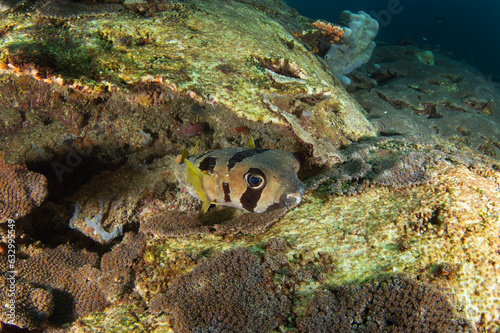 Black blotched porcupinefish on the seabed in Raja Ampat. Diodon liturosus during the dive in Indonesia. Short Spine porcupine fish is swimming near the coral.  Inflatable fish  with dark strips on th photo