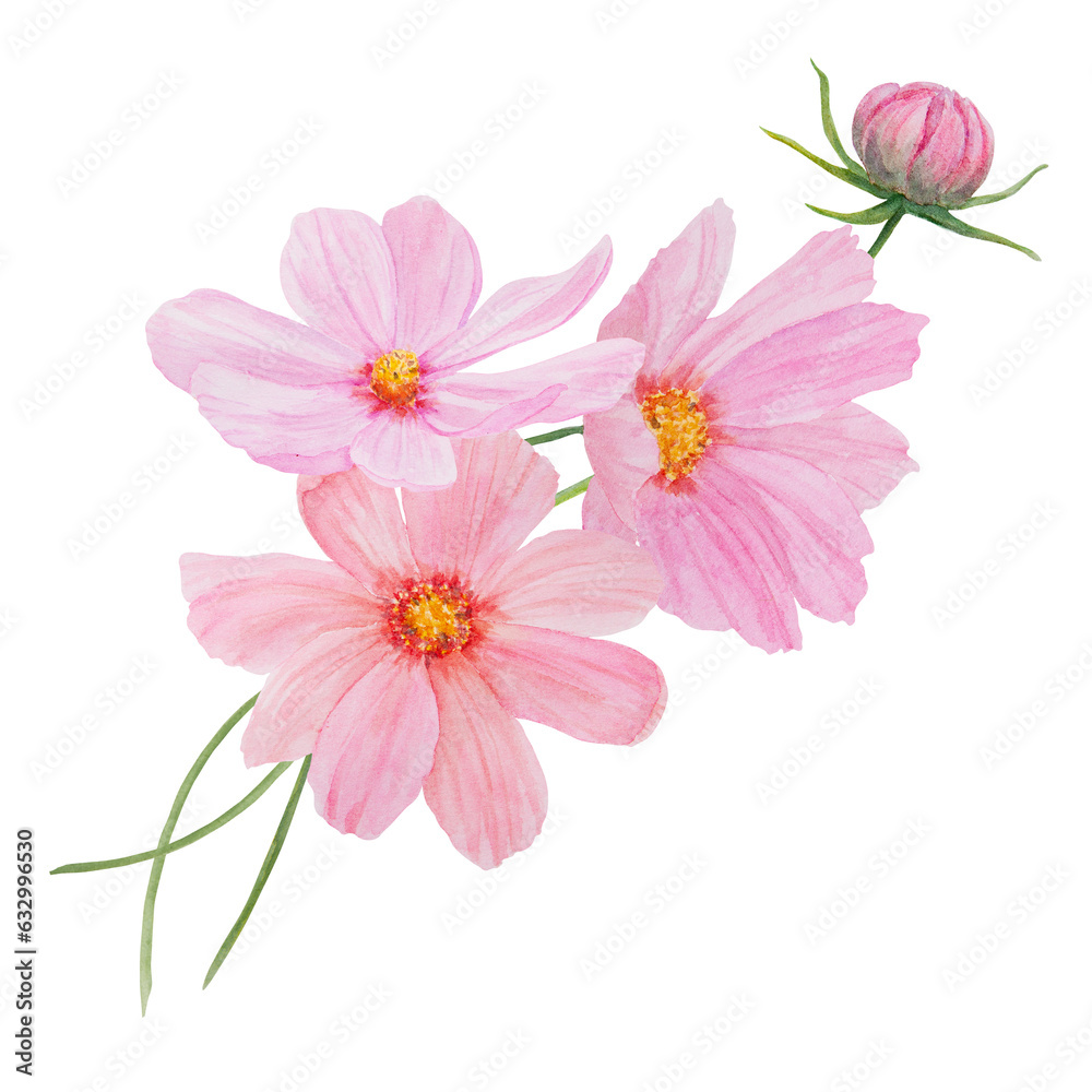 Pink Cosmos watercolor illustration. Hand drawn botanical painting, floral sketch. Colorful flower clipart for summer or autumn design of wedding invitation, print, greeting, sublimation, textile Pink Cosmos watercolor illustration. Hand drawn botanical painting, floral sketch. Colorful flower clipart for summer or autumn design of wedding invitation, print, greeting, sublimation, textile