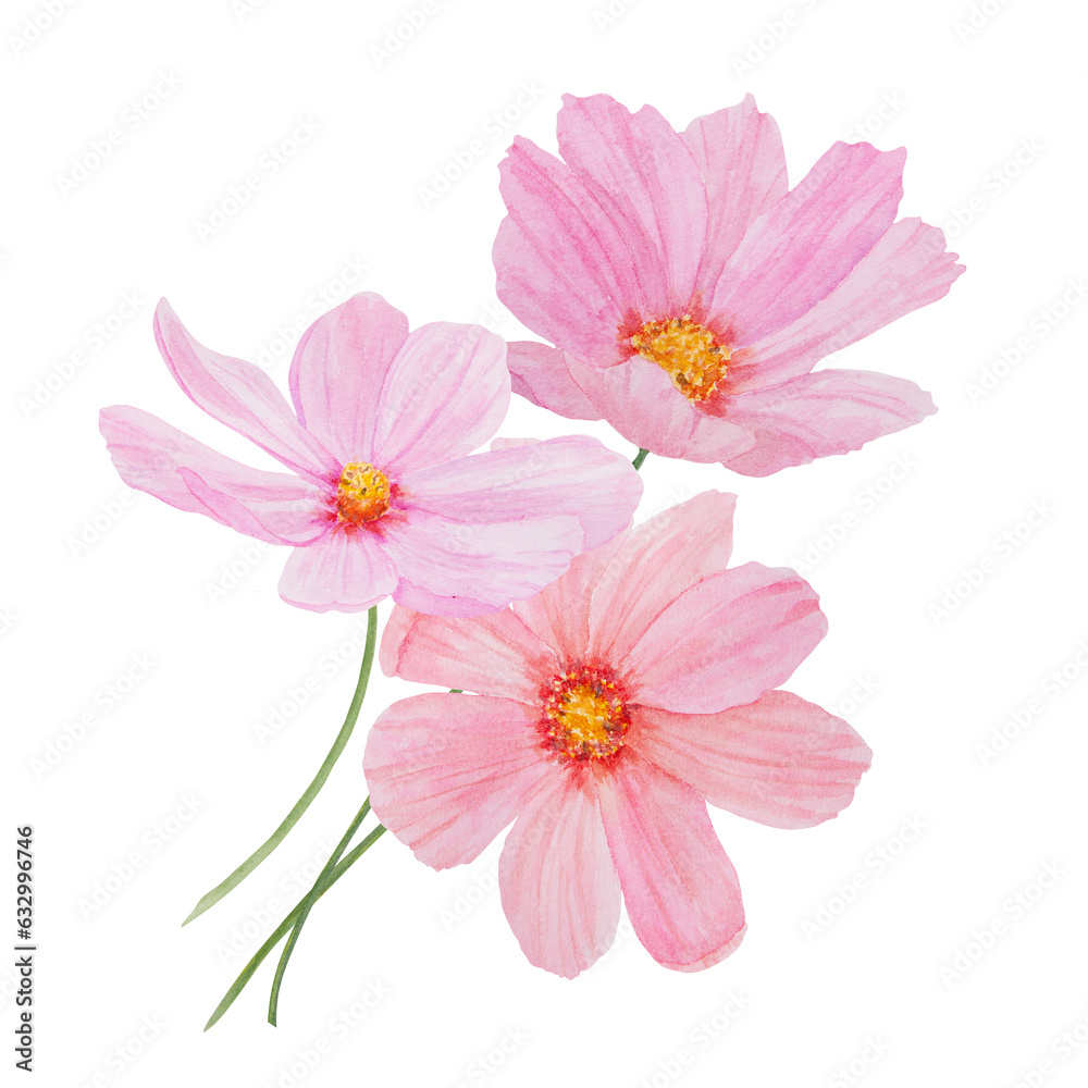 Pink Cosmos watercolor illustration. Hand drawn botanical painting, floral sketch. Colorful flower clipart for summer or autumn design of wedding invitation, print, greeting, sublimation, textile