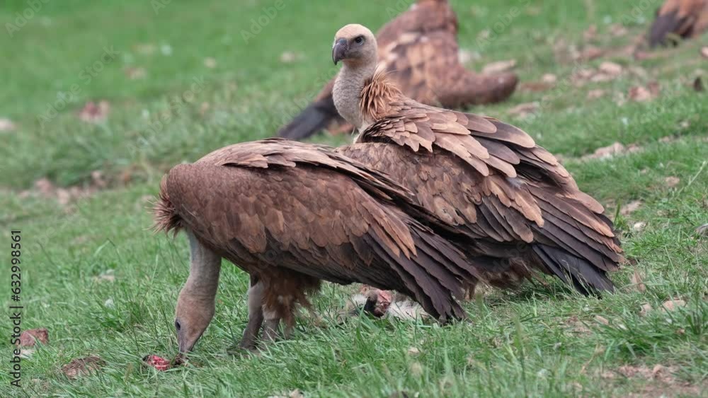Gathering of vultures in search of food in the Pyrenees Mountains in Spain Gathering of vultures in search of food in the Pyrenees Mountains in Spain