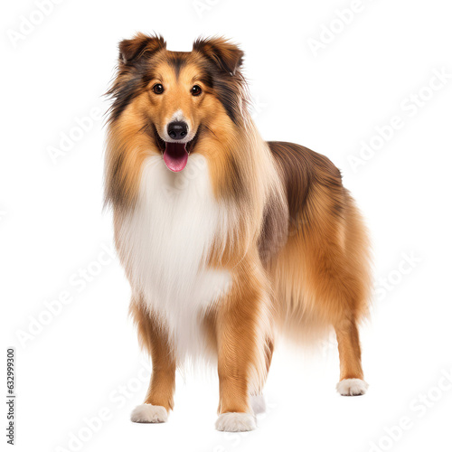 dog looking isolated on white