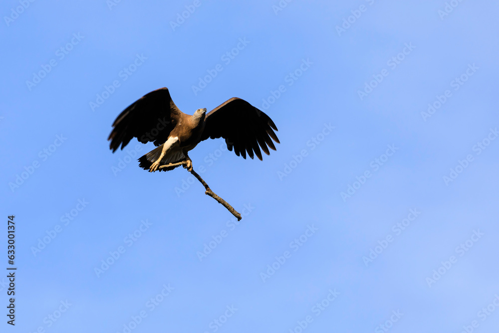 Obraz premium Grey-headed fish eagle in flight