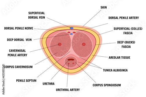Flaccid penis, erect penis medical infographic in vector