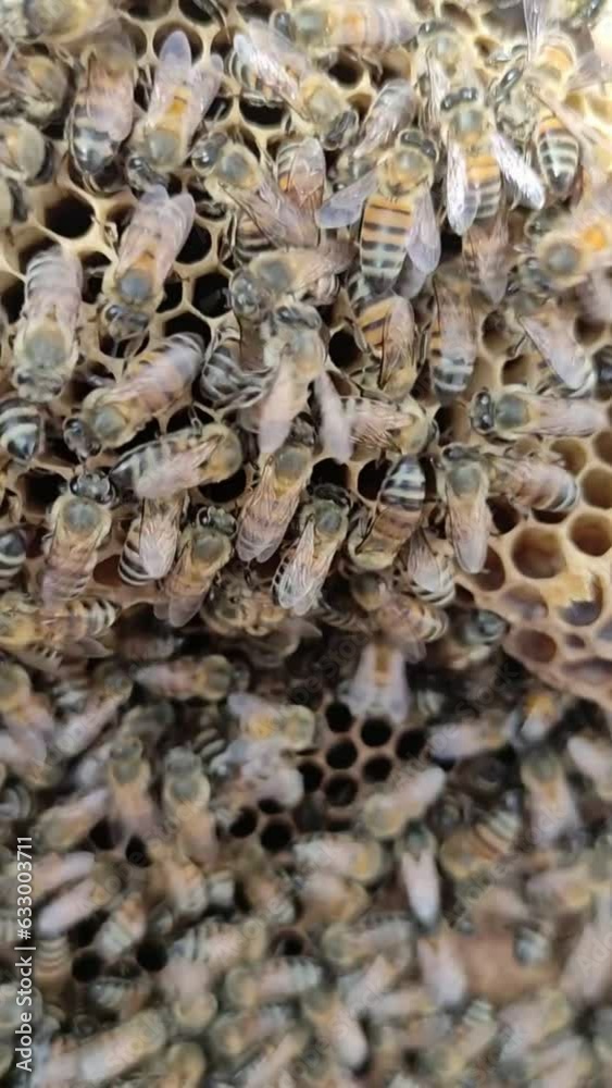 Close-up of Wild Apis Bees Buzzing Around Their Hive, Showcasing Intricate Patterns and Collective Activity, with Sustainable Management and Rescue by Beekeeping, honey production, environment. Close-up of Wild Apis Bees Buzzing Around Their Hive, Showcasing Intricate Patterns and Collective Activity, with Sustainable Management and Rescue by Beekeeping, honey production, environment.