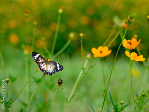 Flowers and Butterfly