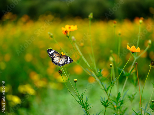 Flowers and Butterfly