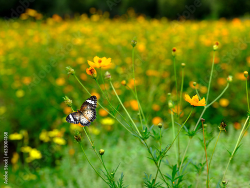Flowers and Butterfly