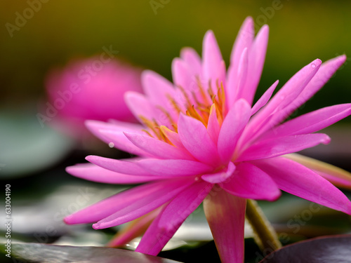 Flowers and Butterfly