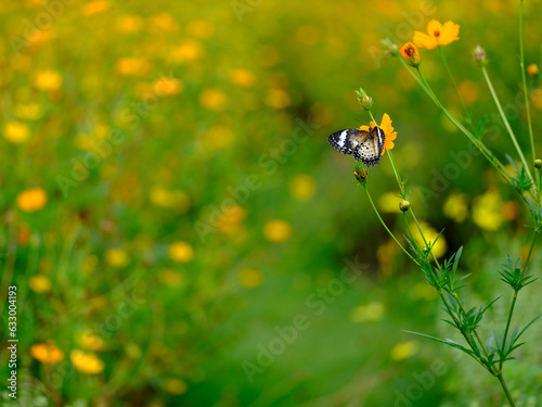 Flowers and Butterfly