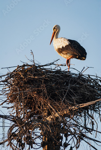 A white stork sits in a nest of branches against the sky photo