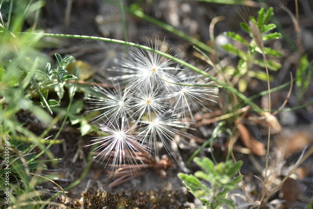 dandelion in the forest