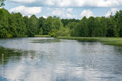 Lake in green nature with blue sky and white clouds