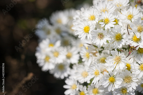 Beautiful wild flowers Daisy flowers in the field