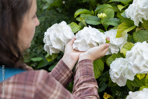 A woman holds in her hands huge armfuls of inflorescences of snow-white hydrangea photo