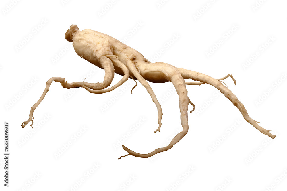 Fototapeta premium root ginseng isolated on transparent background