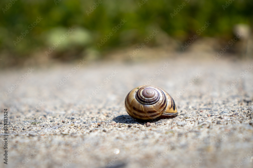 Snail on concrete surface with spiral shell and pebbles - green grass in blurred background - low angle. Taken in Toronto, Canada. Snail on concrete surface with spiral shell and pebbles - green grass in blurred background - low angle. Taken in Toronto, Canada.
