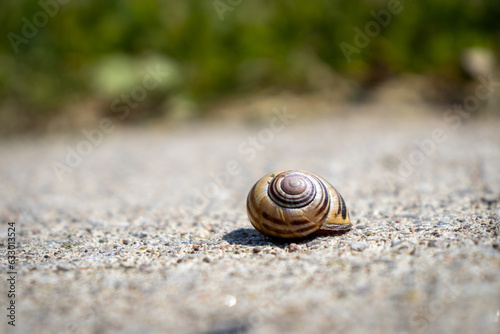 Snail on concrete surface with spiral shell and pebbles - green grass in blurred background - low angle. Taken in Toronto, Canada.