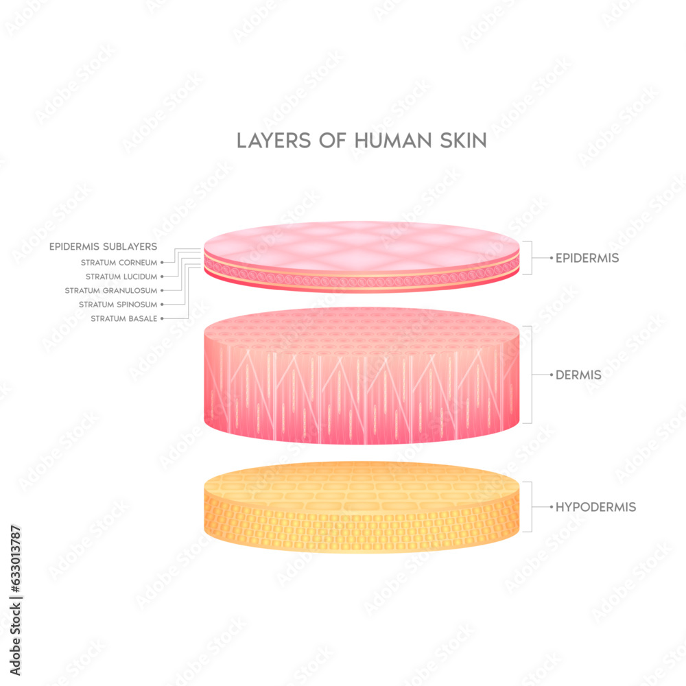 Layer of the human anatomy skin. Dermis epidermis adipose layers and