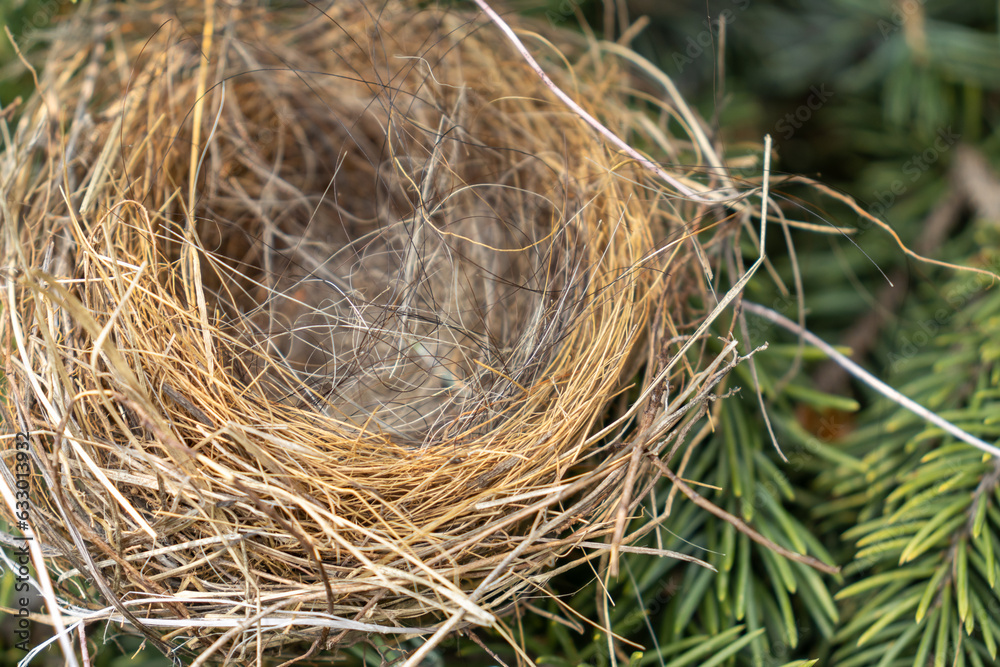 Empty bird’s nest in coniferous tree - close-up view of dry twigs and grasses - no eggs or baby birds - green needles in background - taken from above. Taken in Toronto, Canada. Empty bird’s nest in coniferous tree - close-up view of dry twigs and grasses - no eggs or baby birds - green needles in background - taken from above. Taken in Toronto, Canada.