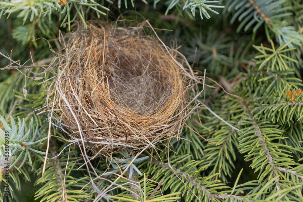 Empty bird’s nest in coniferous tree - close-up view of dry twigs and grasses - no eggs or baby birds - green needles in background - taken from above. Taken in Toronto, Canada.