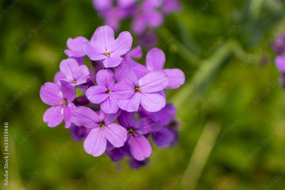 Cluster of Verbena bonariensis flowers or Purpletop Vervain - with four purple petals each - arranged in a circular pattern - field of green grass - blurred background. Taken in Toronto, Canada. Cluster of Verbena bonariensis flowers or Purpletop Vervain - with four purple petals each - arranged in a circular pattern - field of green grass - blurred background. Taken in Toronto, Canada.