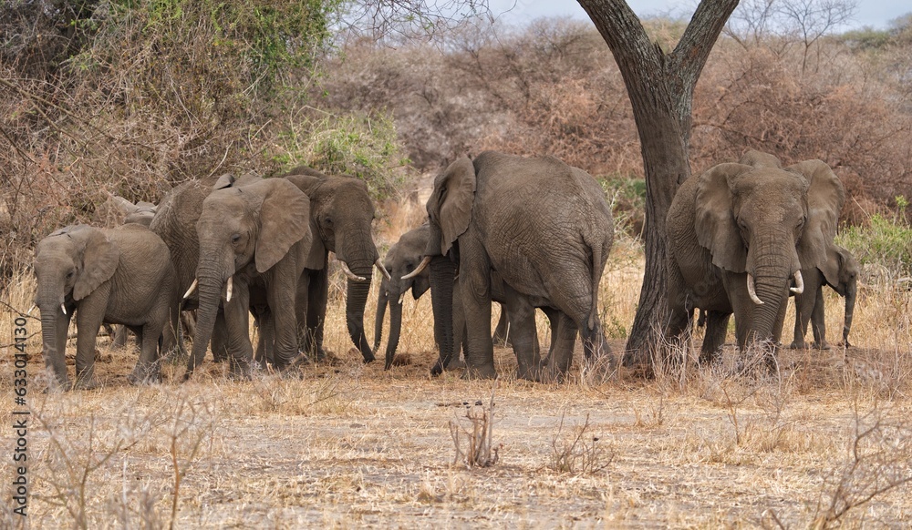 Fototapeta premium elephants in the savannah