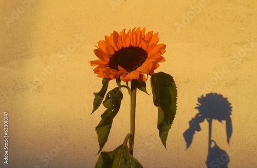 Sunflower's shadow on the wall.