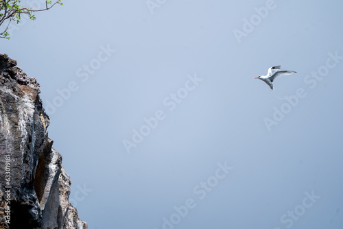 Tropicbird landing on a cliff